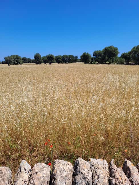 Alberobello: e-bike tour and orecchiette class - Alberobello’s mill stop with Pasquale: wheat to flour the real way