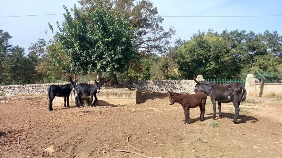 Alberobello: Guided e-bike tour + donkey farm visit - Who This Tour Fits Best
