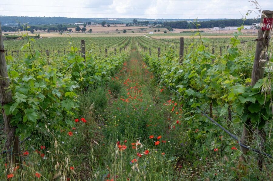 Alberobello: Winery Tour with Wine and Food Tasting - Why the Pairings Are the Main Event (Not Just Extras)