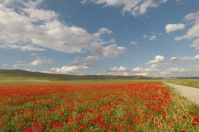 Bike Tour in the Alta Murgia National Park (Pulo of Altamura) - Ufficio Parco Nazionale Alta Murgia: pseudo-steppe and plant scents