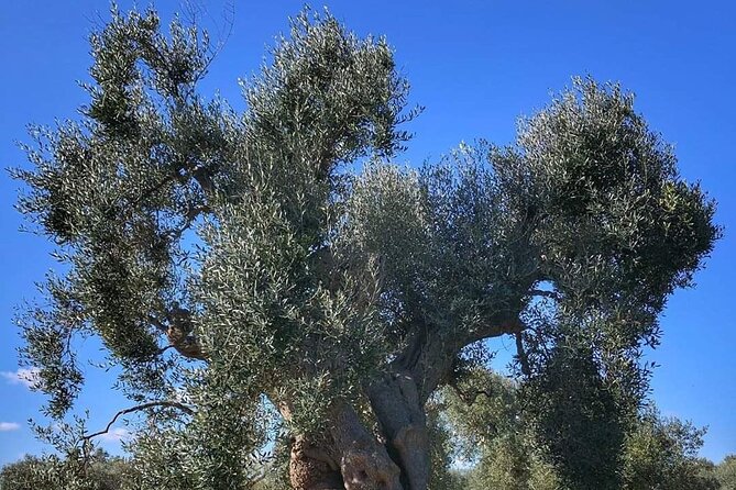 Day Tour of Bari, Alberobello, Matera - Stop 2: Sassi di Matera—three hours to understand the rock city