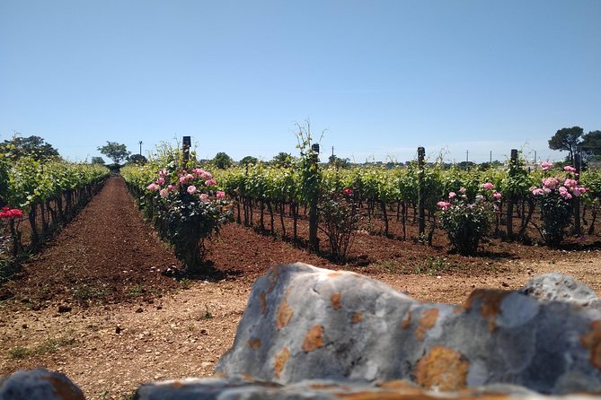 Ebike tours: Alberobello and the wines of Valle d'Itria - Weather, safety, and what to do if things change