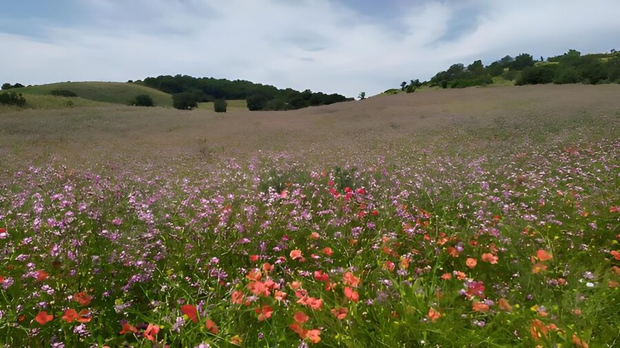 Explore the Murgia Materana UNESCO Park (Italiano & Espanol) - Nature in the Murgia: what “uncontaminated” means when you’re walking