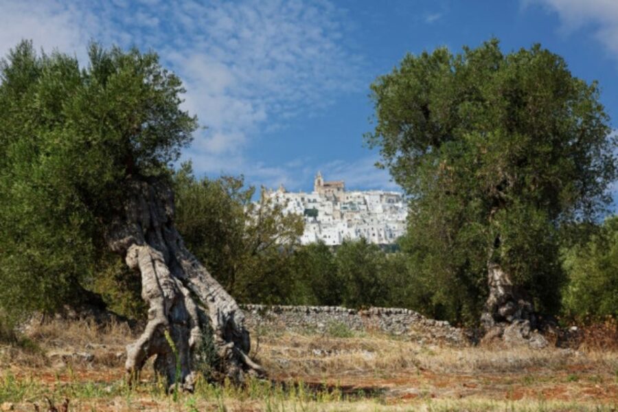 Itria Valley Van Tour: Beautiful villages in Puglia - Alberobello’s trulli: UNESCO time well spent