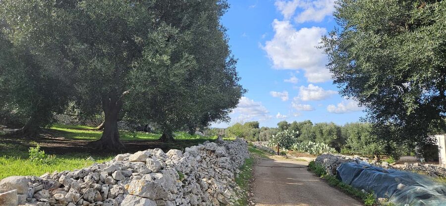 Monopoli: E-Bike Ride to Olive Valley with Seafood Snack - Price and Value: What $54.66 Really Covers
