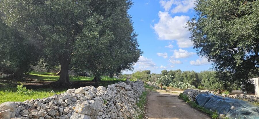 Monopoli: E-Bike Ride to Olive Valley with Seafood Snack - Practical Tips So You Enjoy It (Not Just Survive It)