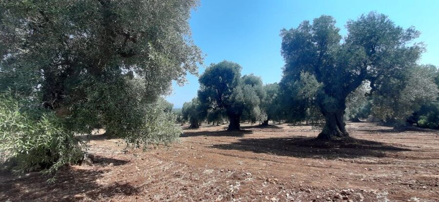 Ostuni: Guided e-bike tour + countryside tasting stop - Who should book this Ostuni e-bike tour (and who might skip it)