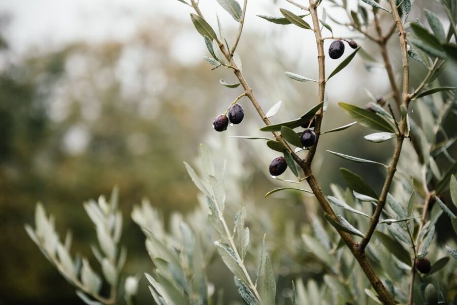 Ostuni: Olive Oil Tasting Tour - Olive Groves at Masseria Valente: Why This Starts So Strong