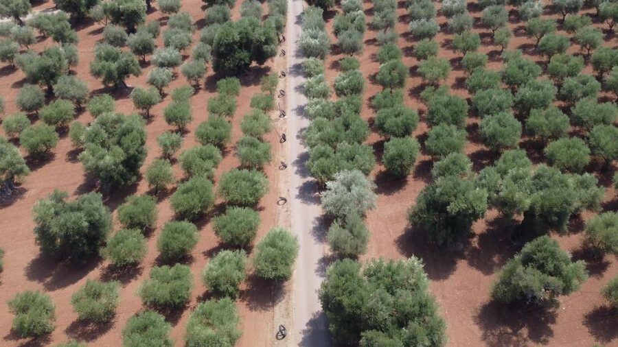 Ostuni: Olive Oil Tasting Tour - Food Pairings in Rural Puglia: Olives, Tarallini, and Fried Broad Beans