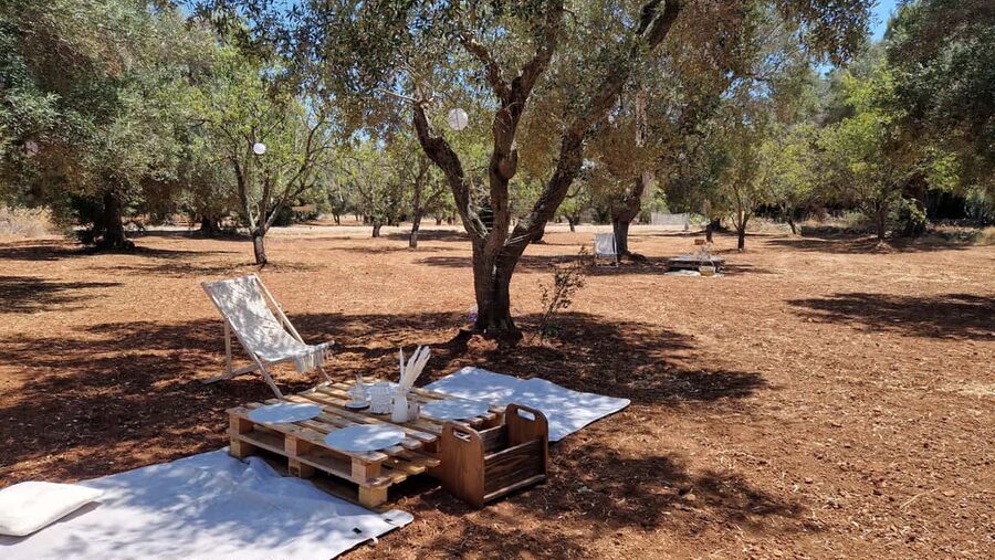 Ostuni: San Vito dei Normani: Organic Picnic in Olive Grove - Key highlights to know before you go