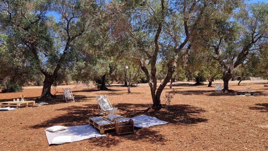 Ostuni: San Vito dei Normani: Organic Picnic in Olive Grove - Who This Picnic Fits Best (and Who Might Want a Different Option)