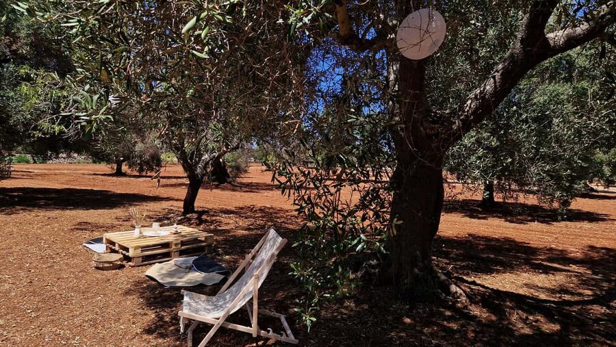 Ostuni: San Vito dei Normani: Organic Picnic in Olive Grove - Logistics That Matter: Guide Language, Session Length, and What You Should Bring