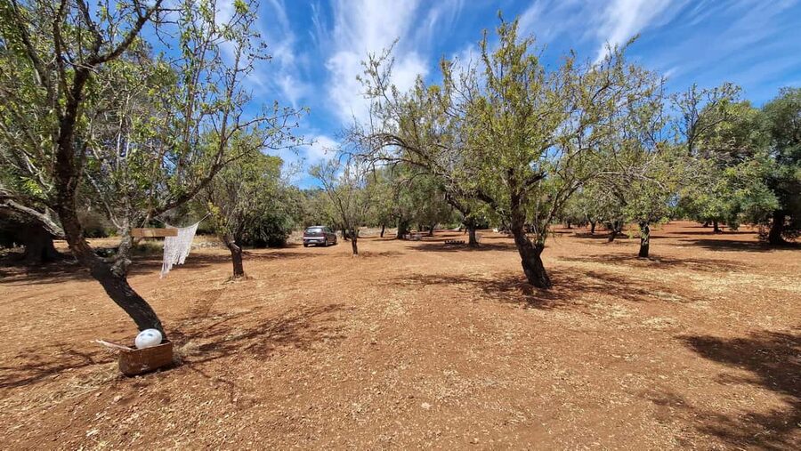 Ostuni: San Vito dei Normani: Organic Picnic in Olive Grove - What’s Included vs Not Included (So You Don’t Get Surprised)
