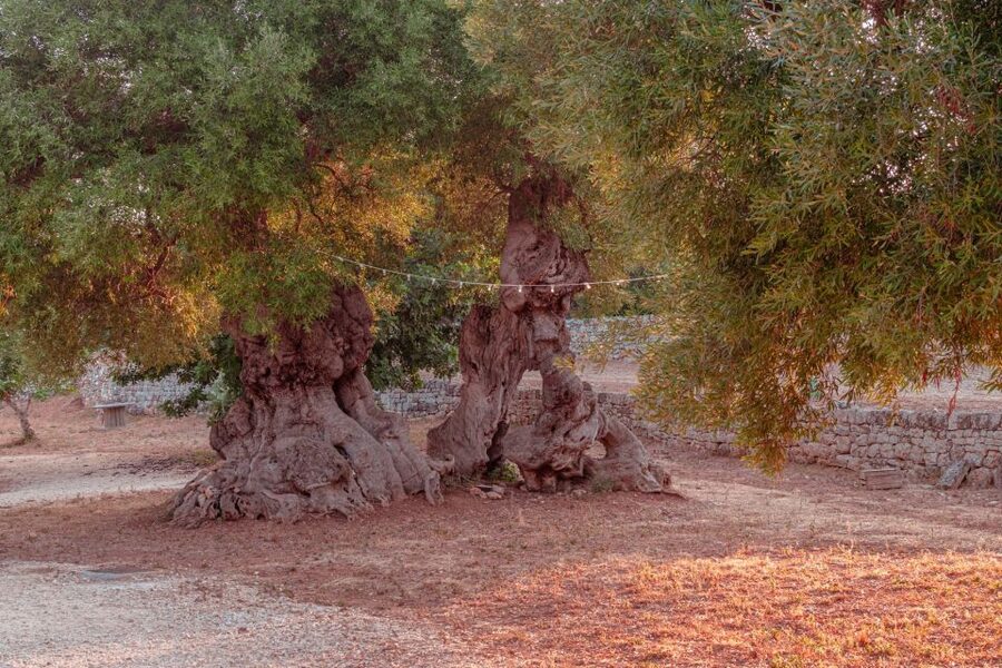Parco Rurale Monopoli: Guided Tour + Tasting 3 EVO Oils - Should you book Parco Rurale Monopoli + 3 EVO Oils?