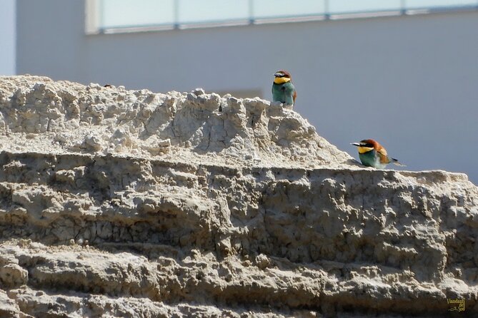 The Path of the Cliffs: Torre Olivieri and the Gruccione Bay - How the Torre Olivieri and Gruccione Bay walk fits 2–4 hours