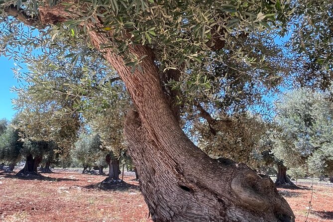Tour of the oil mill with tasting - Why this Masseria Manfredi oil mill tour feels worth the ticket