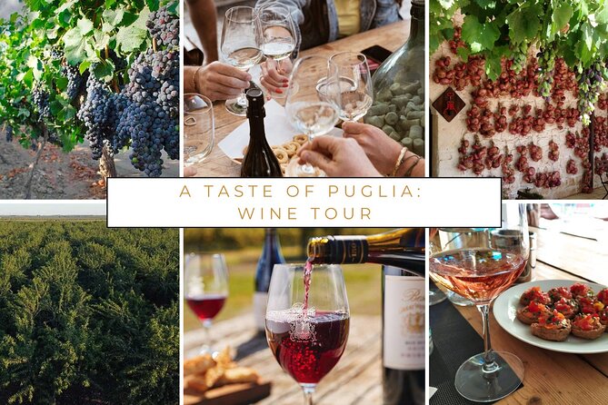 Trani: Wine tasting & Light Lunch in a Vineyard - Price and value: what $72.25 buys you here