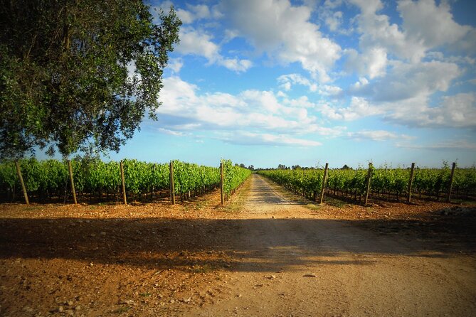 Trani: Wine tasting & Light Lunch in a Vineyard - Should you book Trani: Wine tasting & light lunch at Villa Schinosa?