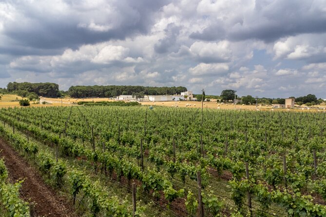 Wine and Food Pairing Experience at Alberobello Winery - Vineyard-to-table in Alberobello: what makes this pairing work